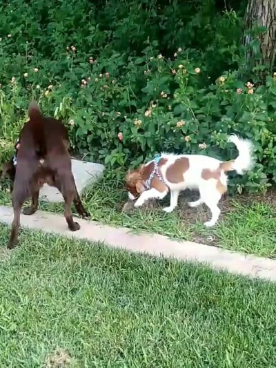 Monterey Park - Galt, CA