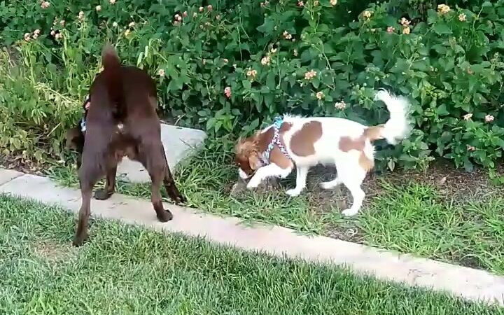 Monterey Park - Galt, CA