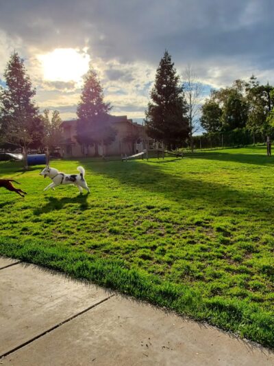 Monterey Park - Galt, CA