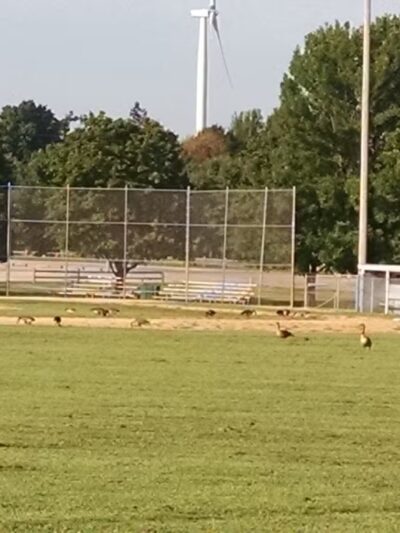 Galva Park - Galva, IL