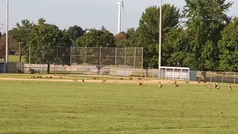 Galva Park - Galva, IL