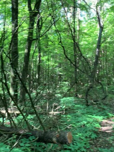 Galway Nature Preserve - Galway, NY