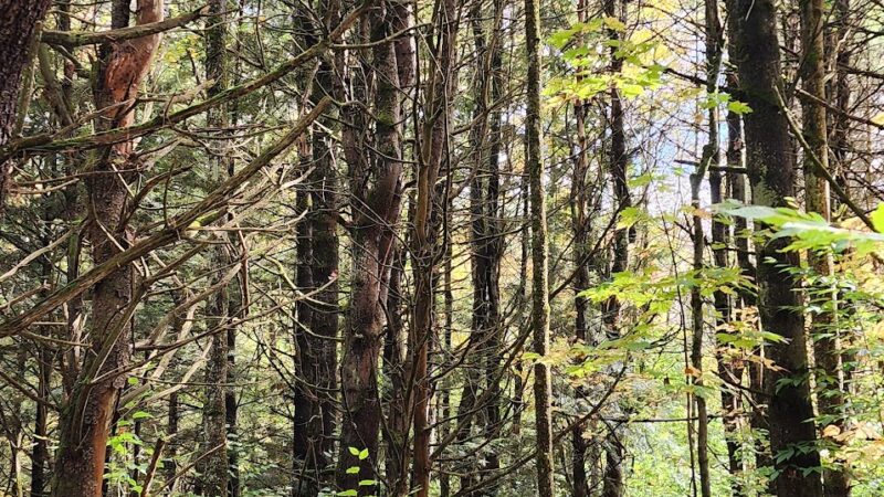 LeVine Nature Preserve - Galway, NY