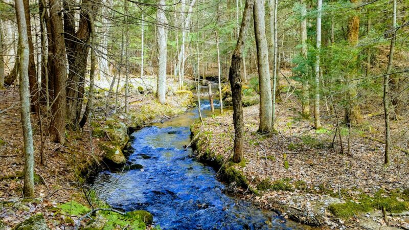 LeVine Nature Preserve - Galway, NY