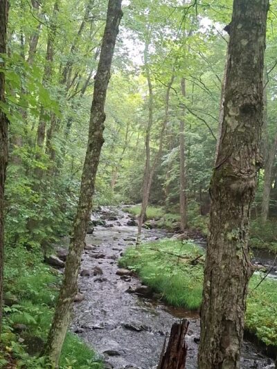 LeVine Nature Preserve - Galway, NY