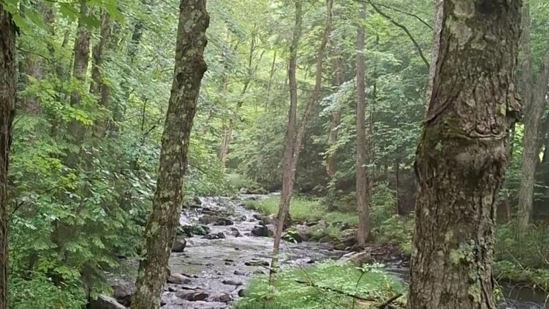 LeVine Nature Preserve - Galway, NY