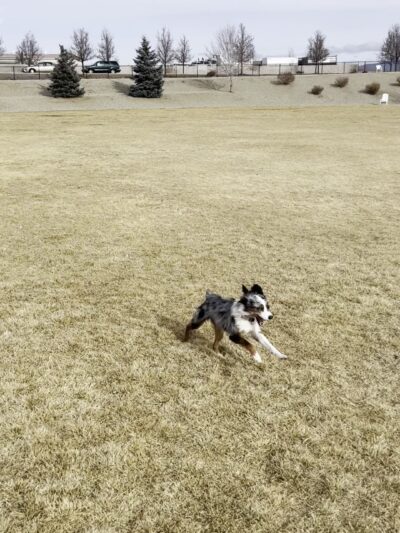 K9 Korral Dog Park - Gardnerville, NV