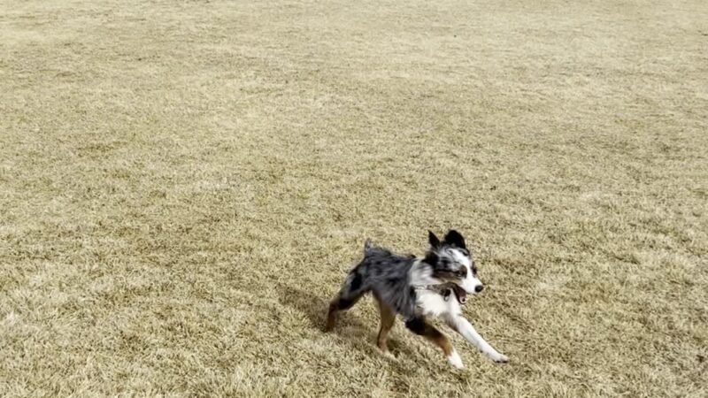 K9 Korral Dog Park - Gardnerville, NV