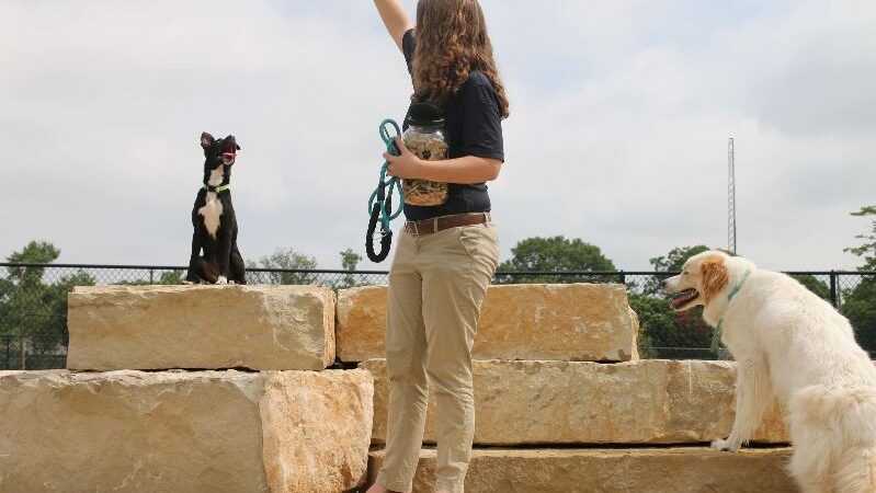 Central Dog Park - Garland, TX
