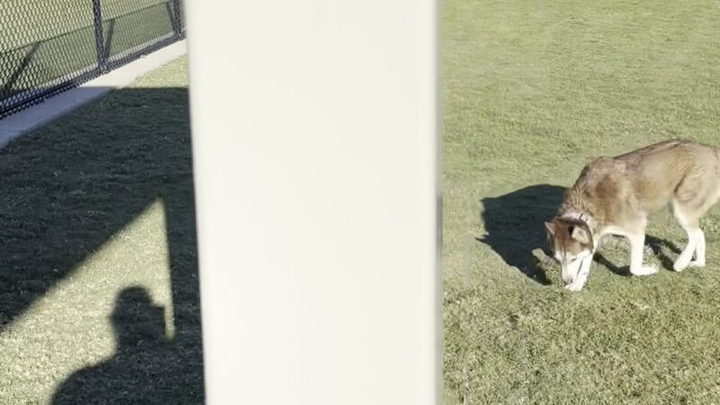 Central Dog Park - Garland, TX