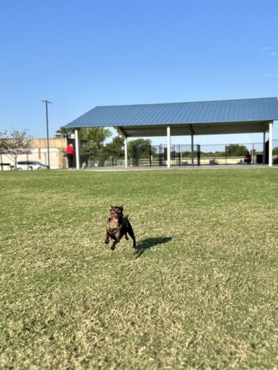Garland Dog Park - Garland, TX
