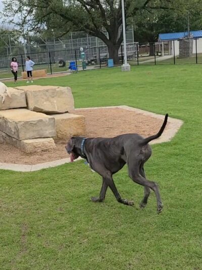 Garland Dog Park - Garland, TX
