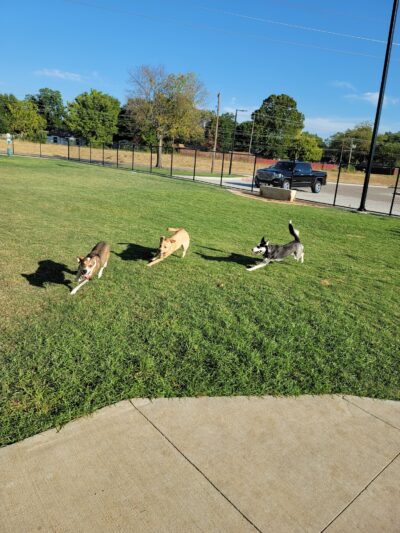 Garland Dog Park - Garland, TX