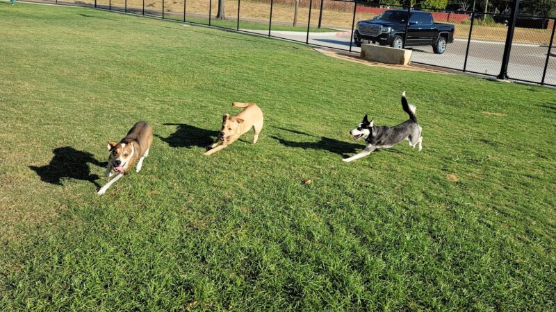 Garland Dog Park - Garland, TX