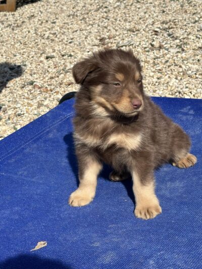 Dog park - Gatesville, TX