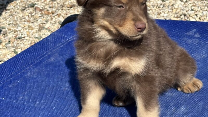 Dog park - Gatesville, TX