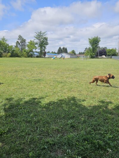 Otsego County Dog Park - Gaylord, MI