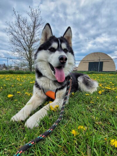 Otsego County Dog Park - Gaylord, MI