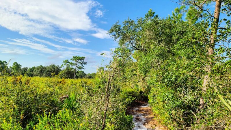 Geneva Wilderness Area - Geneva, FL