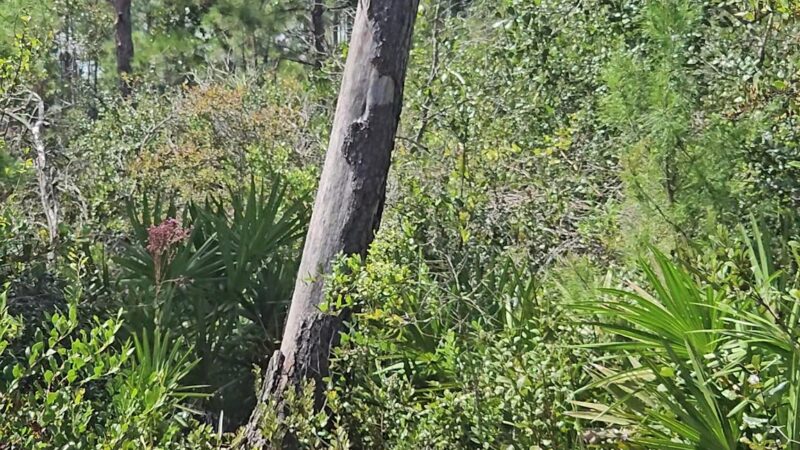 Geneva Wilderness Area Trailhead - Geneva, FL