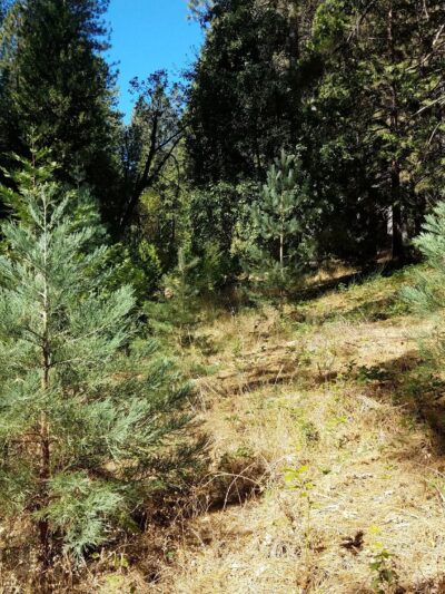 Georgetown Nature Area - Georgetown, CA
