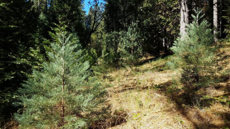 Georgetown Nature Area - Georgetown, CA