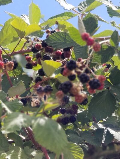 Georgetown Park - Georgetown, CA