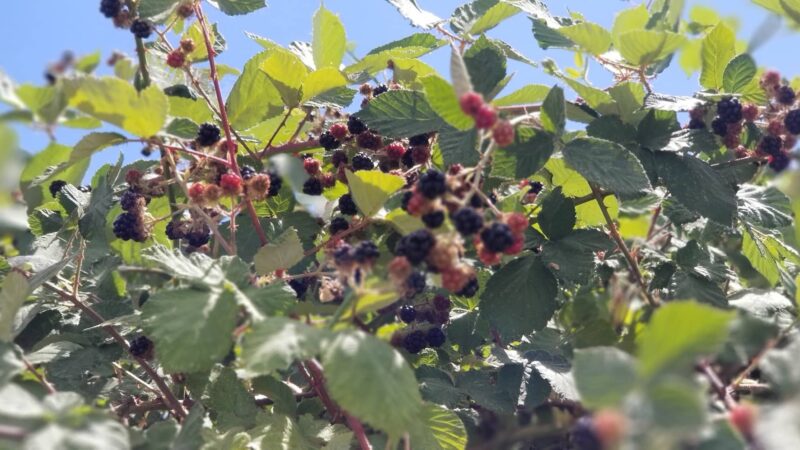 Georgetown Park - Georgetown, CA