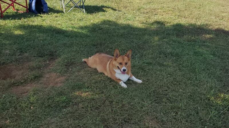 Scott County Dog Park - Georgetown, KY