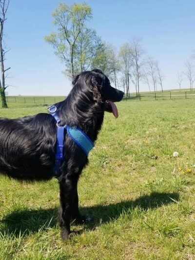 Scott County Dog Park - Georgetown, KY