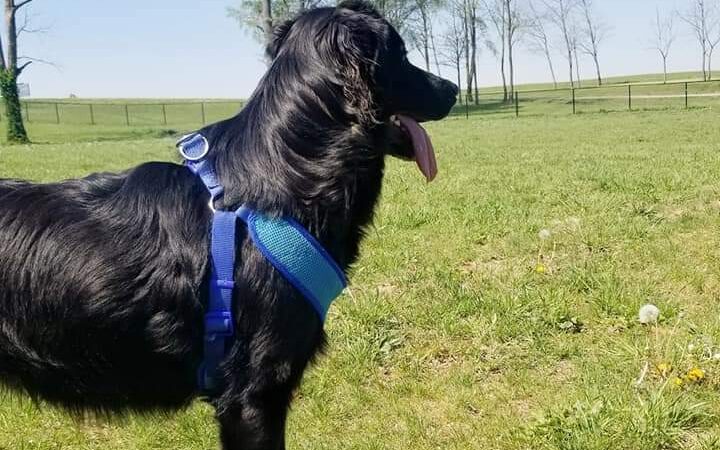 Scott County Dog Park - Georgetown, KY