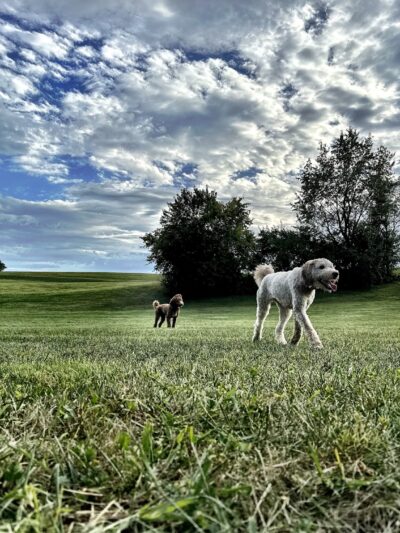 Scott County Dog Park - Georgetown, KY