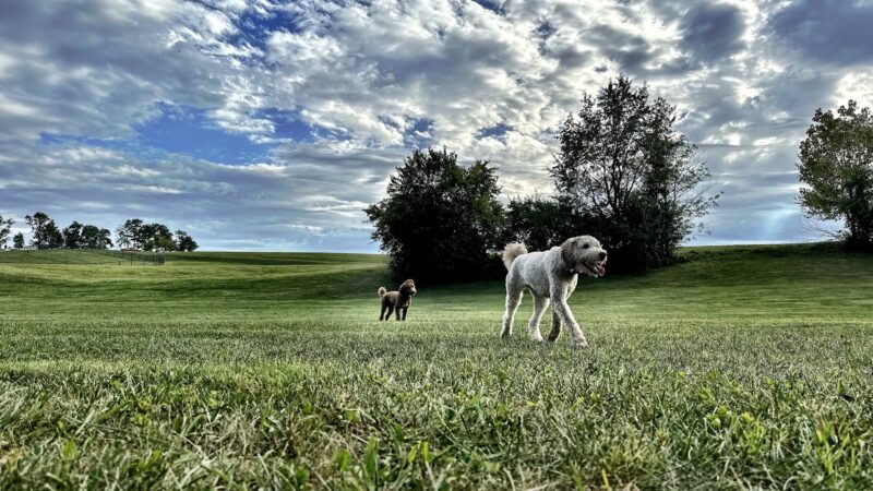 Scott County Dog Park - Georgetown, KY