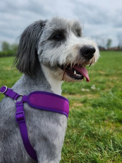 Scott County Dog Park - Georgetown, KY