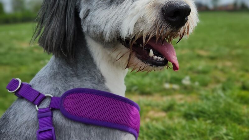 Scott County Dog Park - Georgetown, KY