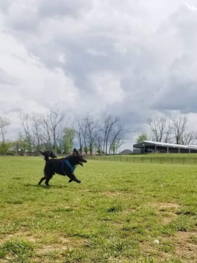 Scott County Dog Park - Georgetown, KY