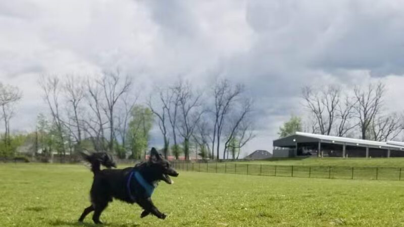 Scott County Dog Park - Georgetown, KY