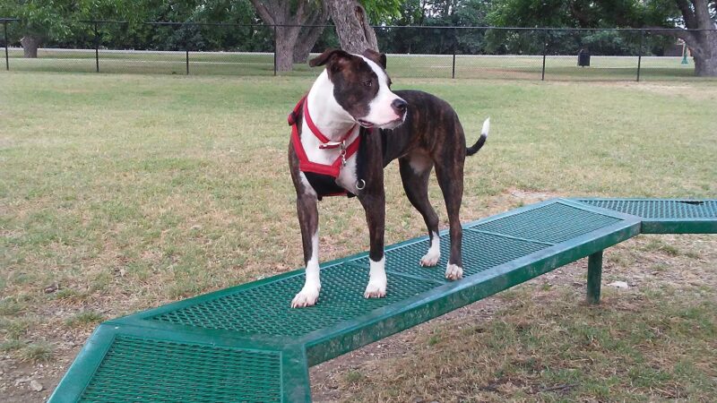 Bark Park - Georgetown, TX