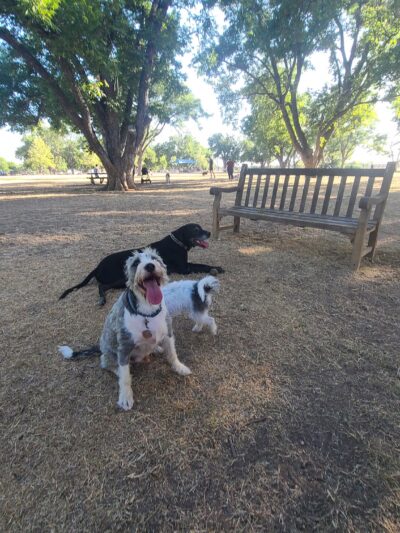 Bark Park - Georgetown, TX