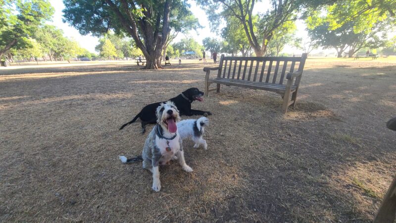 Bark Park - Georgetown, TX