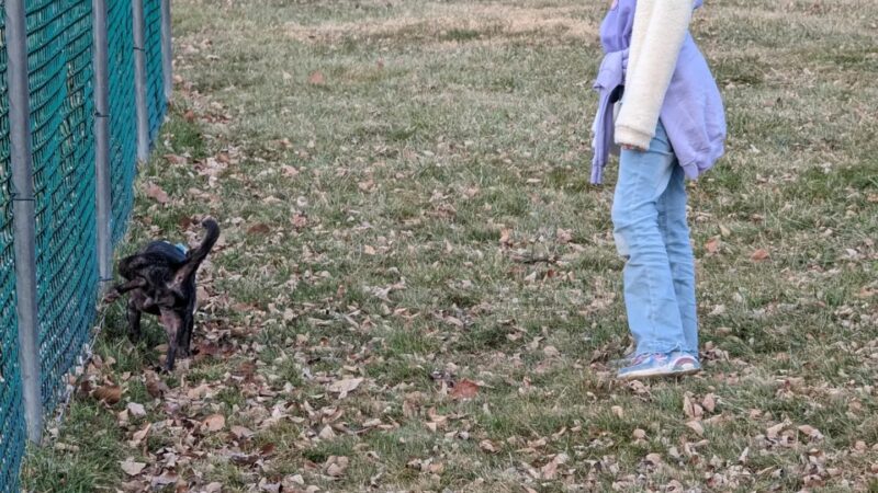 Palatine Bark Dog Park - Germantown, NY