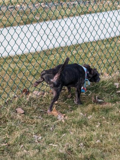 Palatine Bark Dog Park - Germantown, NY