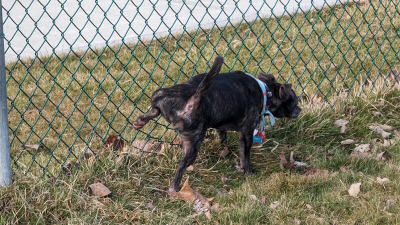 Palatine Bark Dog Park - Germantown, NY