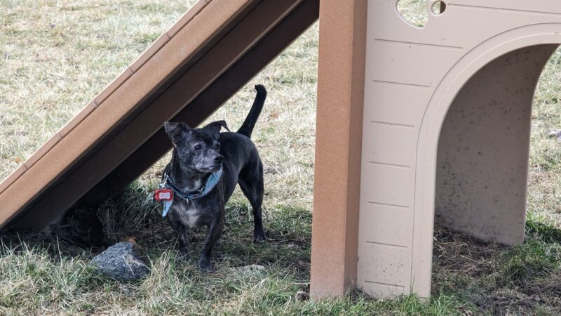 Palatine Bark Dog Park - Germantown, NY