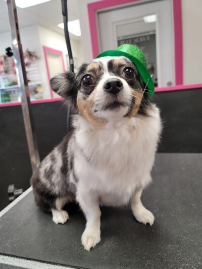 Doggie Do's Hair Salon - Gibsonia, PA