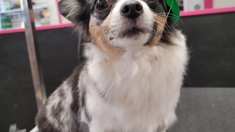 Doggie Do's Hair Salon - Gibsonia, PA