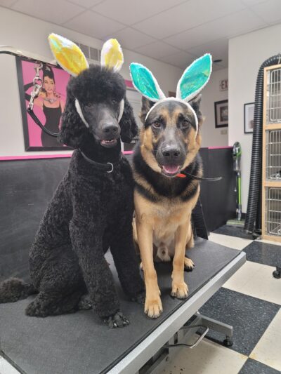 Doggie Do's Hair Salon - Gibsonia, PA