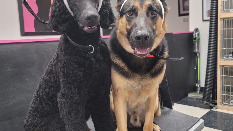 Doggie Do's Hair Salon - Gibsonia, PA