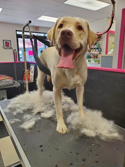 Doggie Do's Hair Salon - Gibsonia, PA