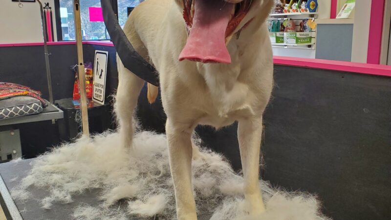 Doggie Do's Hair Salon - Gibsonia, PA